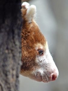 Preview wallpaper kangaroo, muzzle, wood, profile