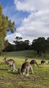Preview wallpaper kangaroo, set, walk, grass, trees