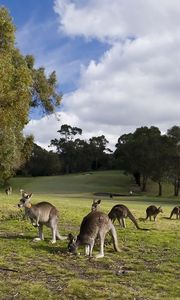 Preview wallpaper kangaroo, set, walk, grass, trees