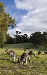 Preview wallpaper kangaroo, set, walk, grass, trees