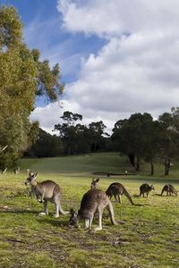 Preview wallpaper kangaroo, set, walk, grass, trees