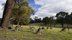Preview wallpaper kangaroo, set, walk, grass, trees