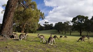 Preview wallpaper kangaroo, set, walk, grass, trees