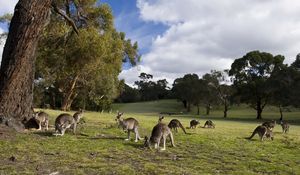 Preview wallpaper kangaroo, set, walk, grass, trees