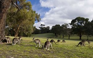 Preview wallpaper kangaroo, set, walk, grass, trees