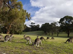 Preview wallpaper kangaroo, set, walk, grass, trees