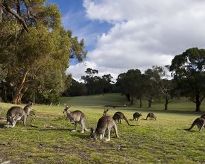 Preview wallpaper kangaroo, set, walk, grass, trees