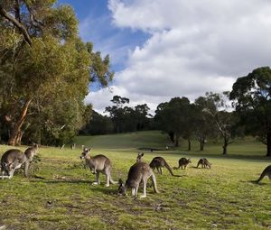 Preview wallpaper kangaroo, set, walk, grass, trees