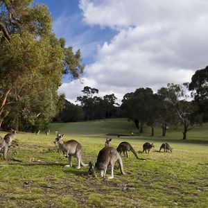 Preview wallpaper kangaroo, set, walk, grass, trees