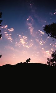 Preview wallpaper kangaroo, silhouette, sky, evening, hill