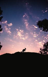 Preview wallpaper kangaroo, silhouette, sky, evening, hill