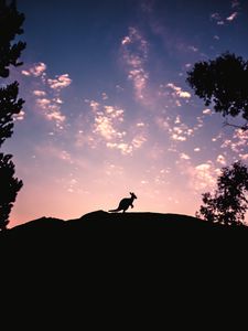 Preview wallpaper kangaroo, silhouette, sky, evening, hill