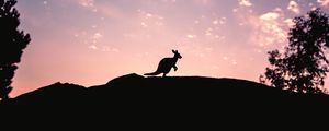 Preview wallpaper kangaroo, silhouette, sky, evening, hill