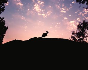 Preview wallpaper kangaroo, silhouette, sky, evening, hill