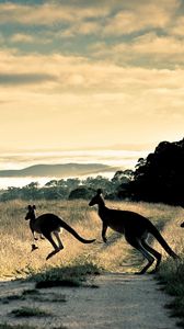 Preview wallpaper kangaroo, trail, grass, jump