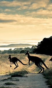 Preview wallpaper kangaroo, trail, grass, jump