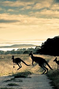 Preview wallpaper kangaroo, trail, grass, jump