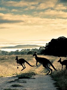 Preview wallpaper kangaroo, trail, grass, jump