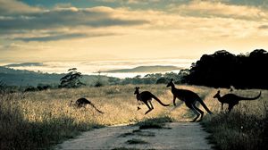 Preview wallpaper kangaroo, trail, grass, jump