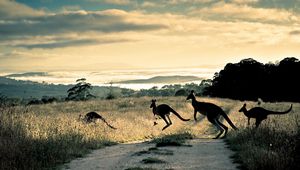 Preview wallpaper kangaroo, trail, grass, jump