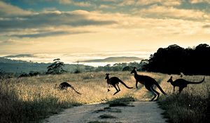 Preview wallpaper kangaroo, trail, grass, jump