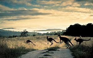 Preview wallpaper kangaroo, trail, grass, jump