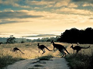 Preview wallpaper kangaroo, trail, grass, jump