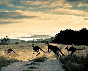 Preview wallpaper kangaroo, trail, grass, jump