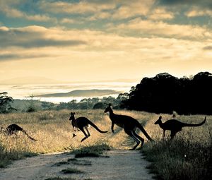 Preview wallpaper kangaroo, trail, grass, jump