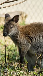 Preview wallpaper kangaroo, walk, grass