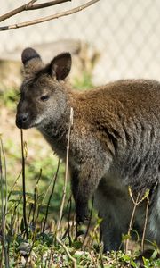 Preview wallpaper kangaroo, walk, grass