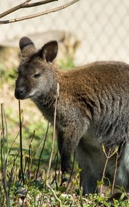 Preview wallpaper kangaroo, walk, grass