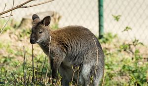 Preview wallpaper kangaroo, walk, grass