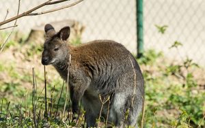 Preview wallpaper kangaroo, walk, grass