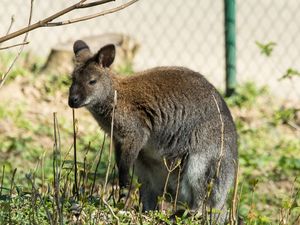 Preview wallpaper kangaroo, walk, grass