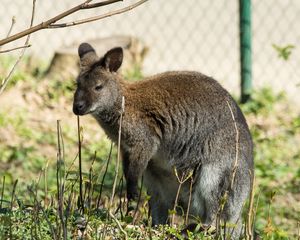 Preview wallpaper kangaroo, walk, grass