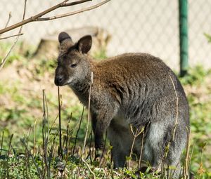 Preview wallpaper kangaroo, walk, grass