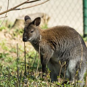 Preview wallpaper kangaroo, walk, grass