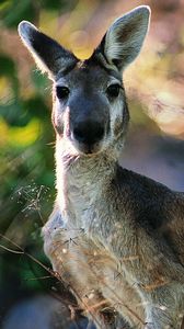 Preview wallpaper kangaroos, face, leaves