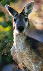 Preview wallpaper kangaroos, face, leaves