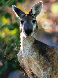 Preview wallpaper kangaroos, face, leaves