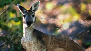 Preview wallpaper kangaroos, face, leaves