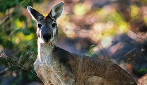 Preview wallpaper kangaroos, face, leaves