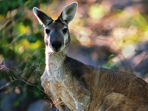 Preview wallpaper kangaroos, face, leaves