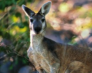 Preview wallpaper kangaroos, face, leaves