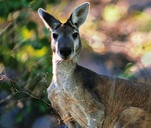 Preview wallpaper kangaroos, face, leaves