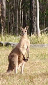 Preview wallpaper kangaroos, hopping, furry