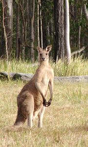 Preview wallpaper kangaroos, hopping, furry