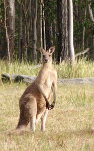 Preview wallpaper kangaroos, hopping, furry