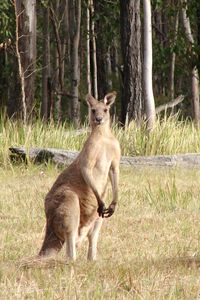 Preview wallpaper kangaroos, hopping, furry